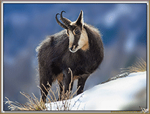 CHAMOIS
